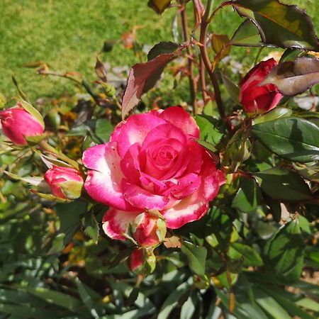 Mt Horeb Manor Clarens Bagian luar foto